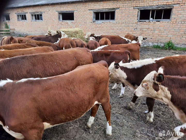 Бычки телки от элитных пород