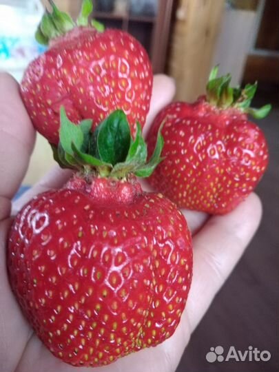 Саженцы клубники