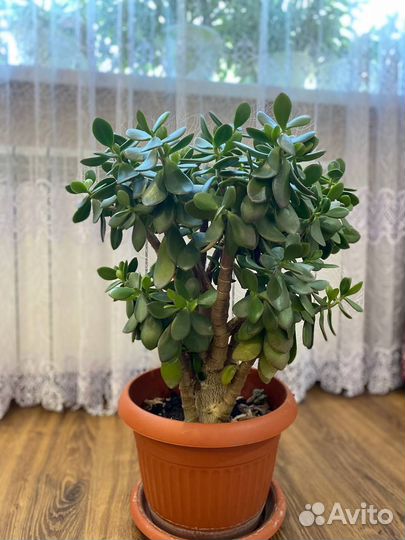 Денежное Дерево