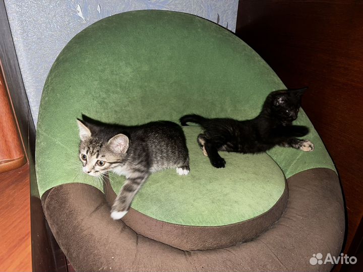 2 кошки