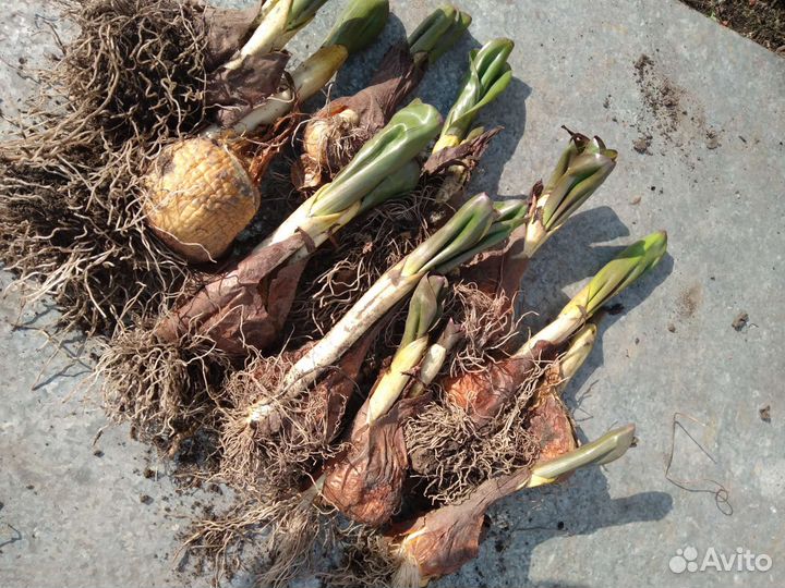 Луковицы безвременника