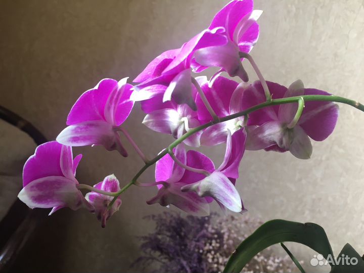 Редкие орхидеи и фил Тортум