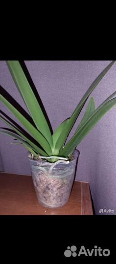 Орхидея Chiang Sapphire