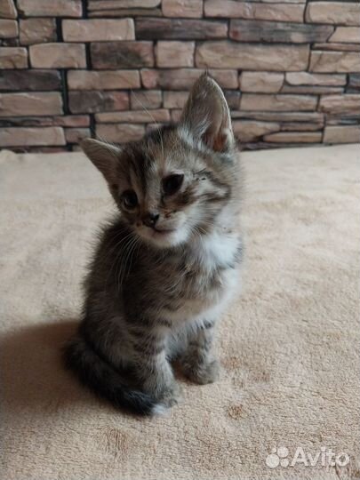 Котята ищут дом