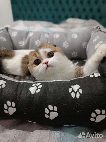 Шотландский котик