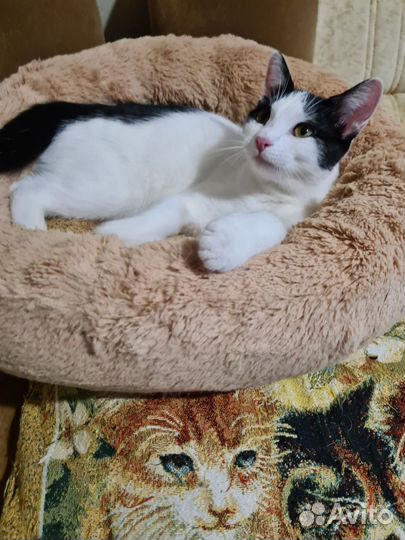 Кошка