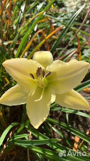 Сортовой ассортимент 30