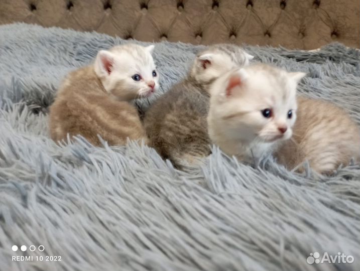 Шотландские шиншиллы