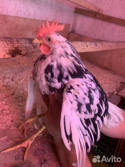 Петухи, порода Леггорн Далматинец на племя