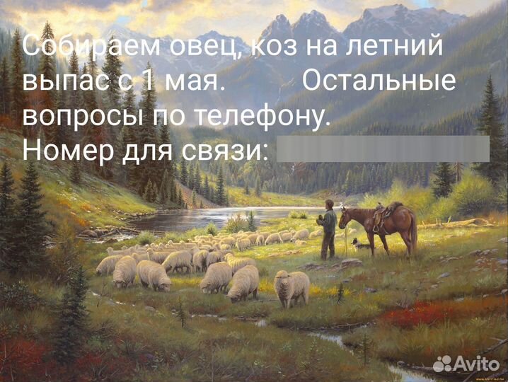 Овцы