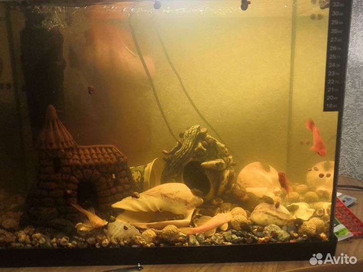 Аквариумные рыбки сомики и меченосцы