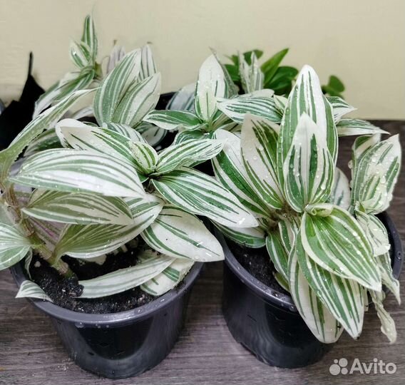 Традесканция Альбифлора