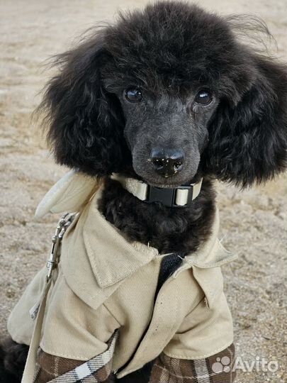 Щенок той-пуделя