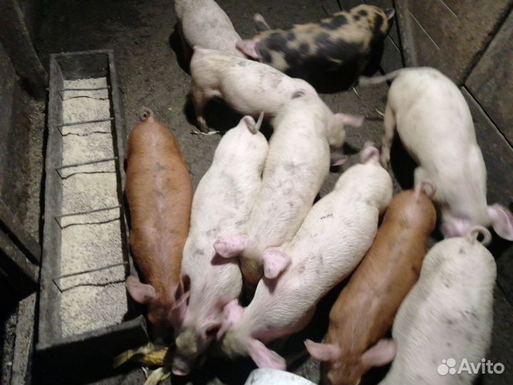 Поросята