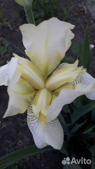 Ирисы сортовые. Ачиток