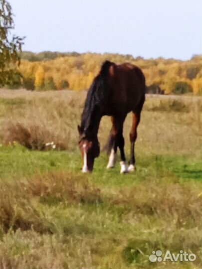 Продам жеребца быков на мясо