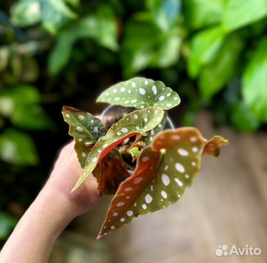 Бегония макулата