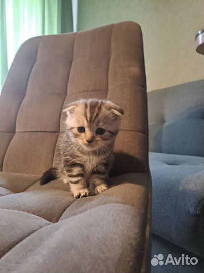 Шотландская