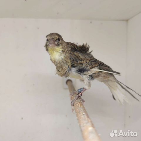 Кенара и канарейки
