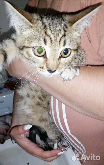 Бенгальская кошка