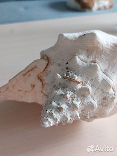 Морские ракушки раковины