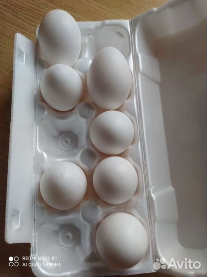 Домашние куриные яйца