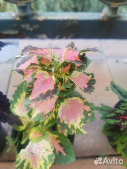 Домашние цветы