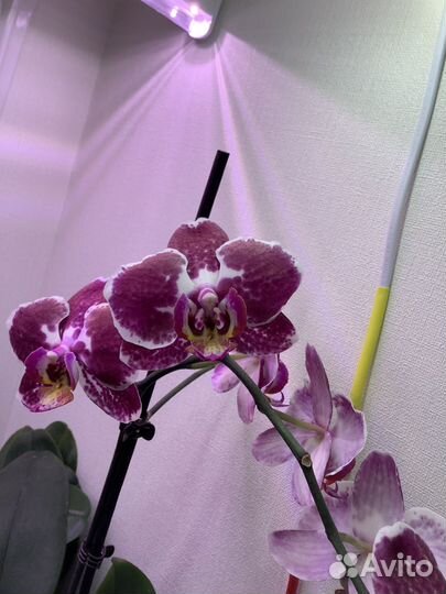Орхидея фаленопсис