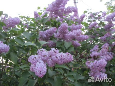 Кустарники красивоцветущие и плодовые