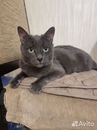 Котики бесплатно в добрые руки