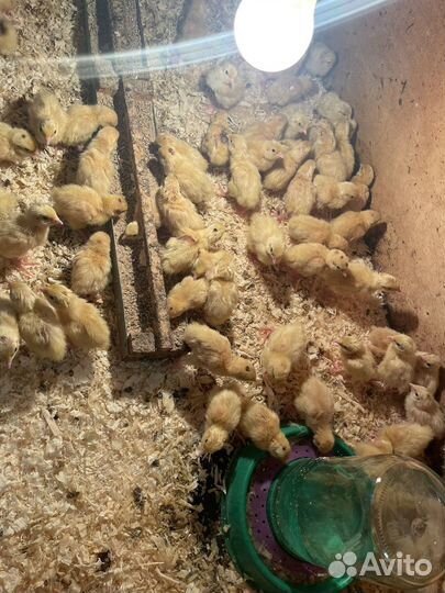 Техаские перепела