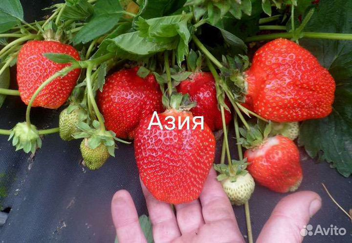 Рассада Клубники Альба, Кабрилло, Мурино, Азия