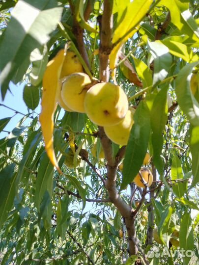 Персик дерево