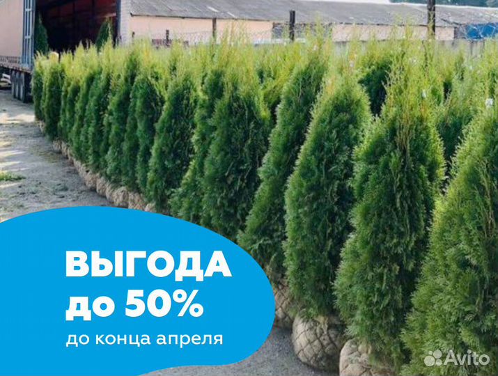 Туя смарагд