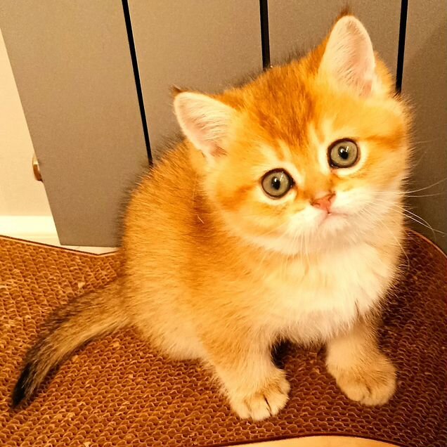 Британский короткошёрстный котёнок