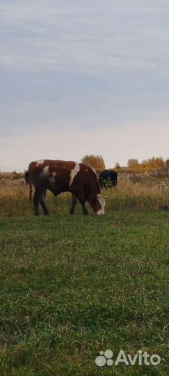 Продам быков