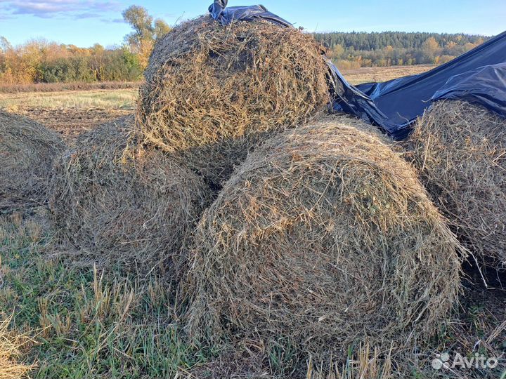 Сено в рулонах