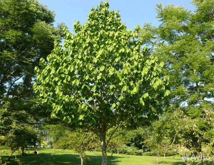 Азимина трилоба, съедобная, сладкая, семена