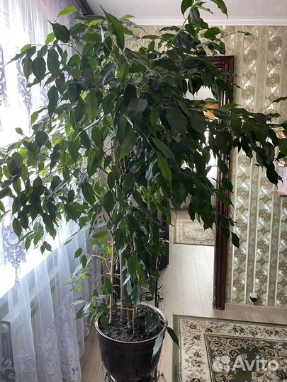Фикус бенджамина