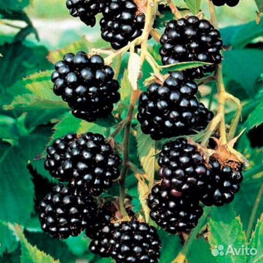 Саженцы желтой малины, Красной, ежевики