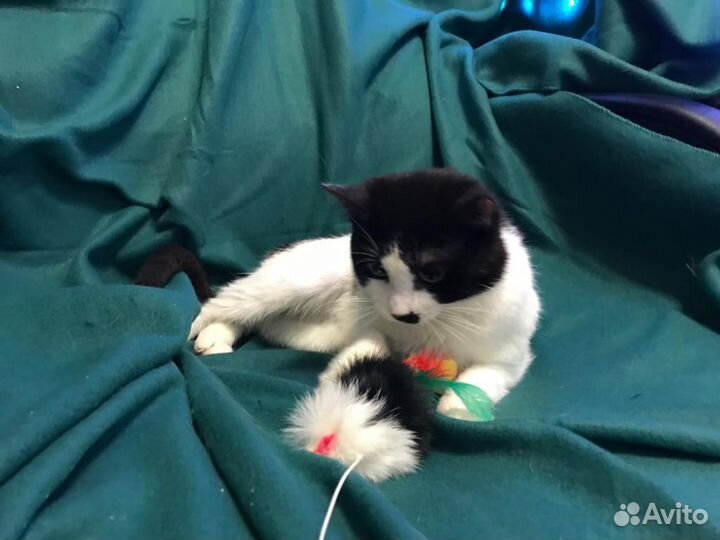 Котик Чарли в поисках счастья)