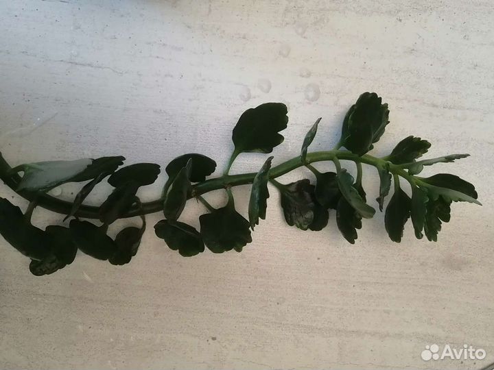 Каланхоэ цветущий