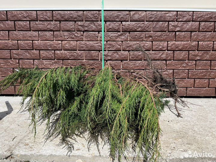 Кусты можжевельника