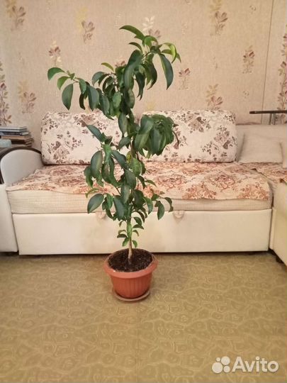 Мандариновое дерево