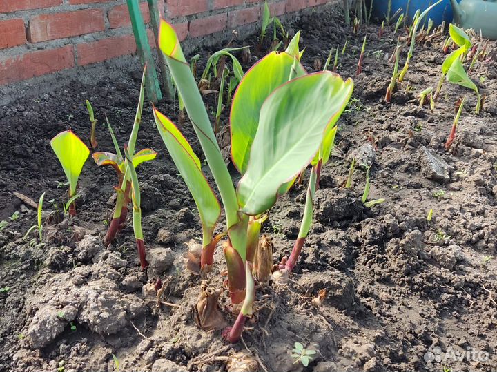 Клубни канны