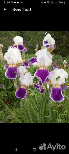 Ирис, астильба