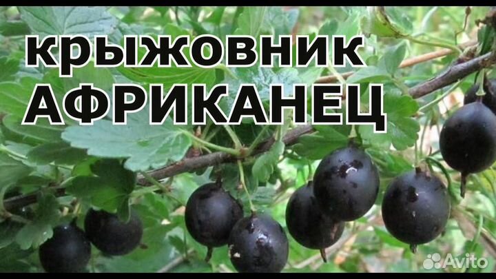 Крыжовник бесшипый саженцы