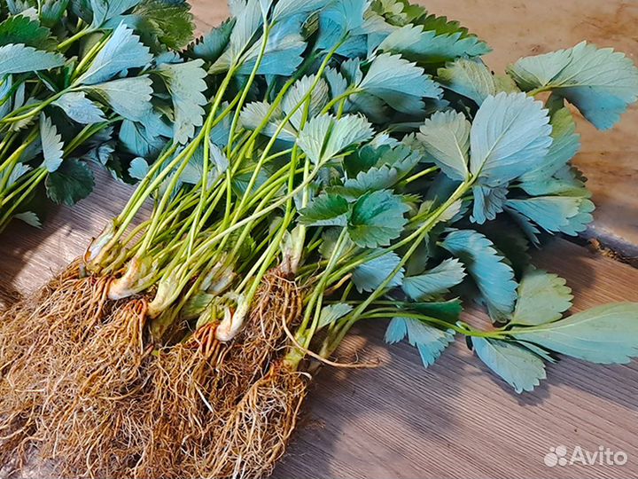 Рассада клубники. Оптом от 128 шт