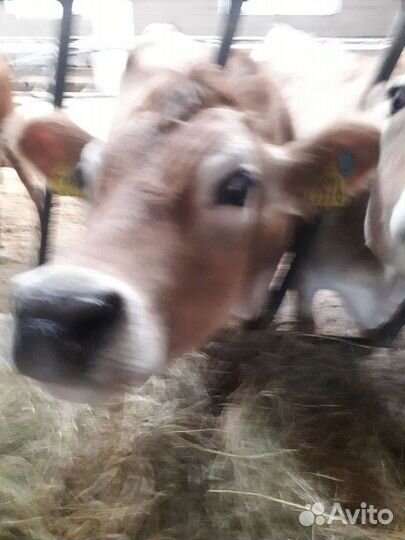 Опилки, стружка. Щелково