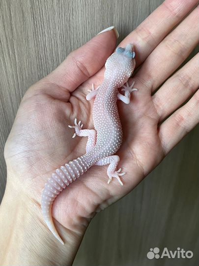 Эублефар самец Super Diablo